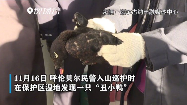 【民警巡山救助一只丑小鸭 原来是斑脸海番鸭】11月16日,呼伦贝尔市额尔古纳自然保护区派出